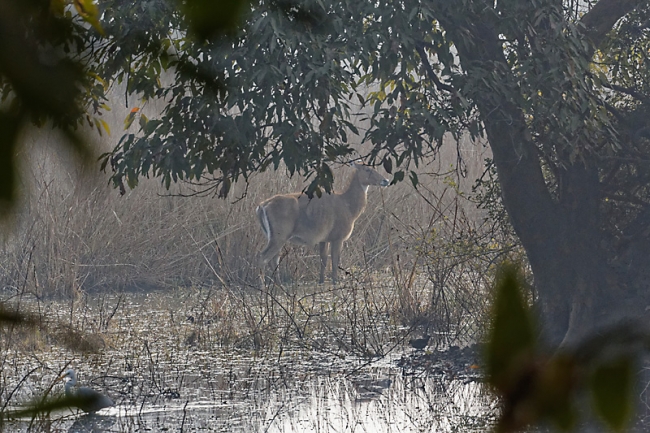 Keoladeo national park-060